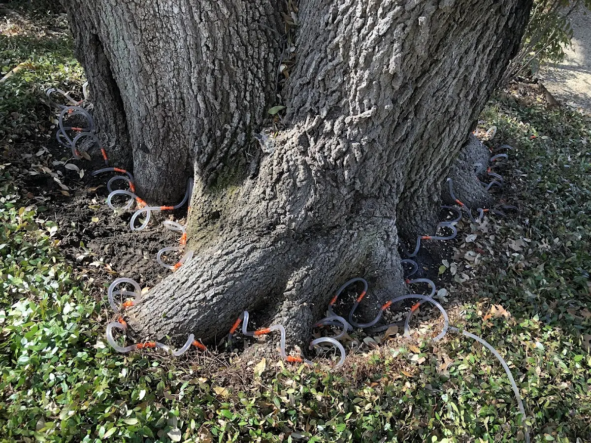 Detailed Tree Cabling and Bracing job site in Centennial