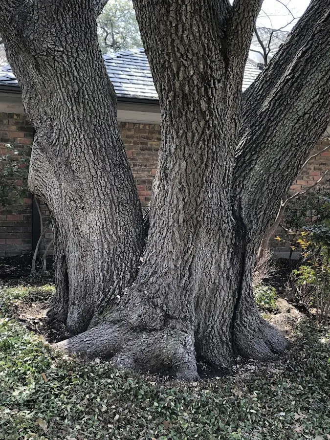 Mature heritage tree close to a Centennial property cared for by certified arborists